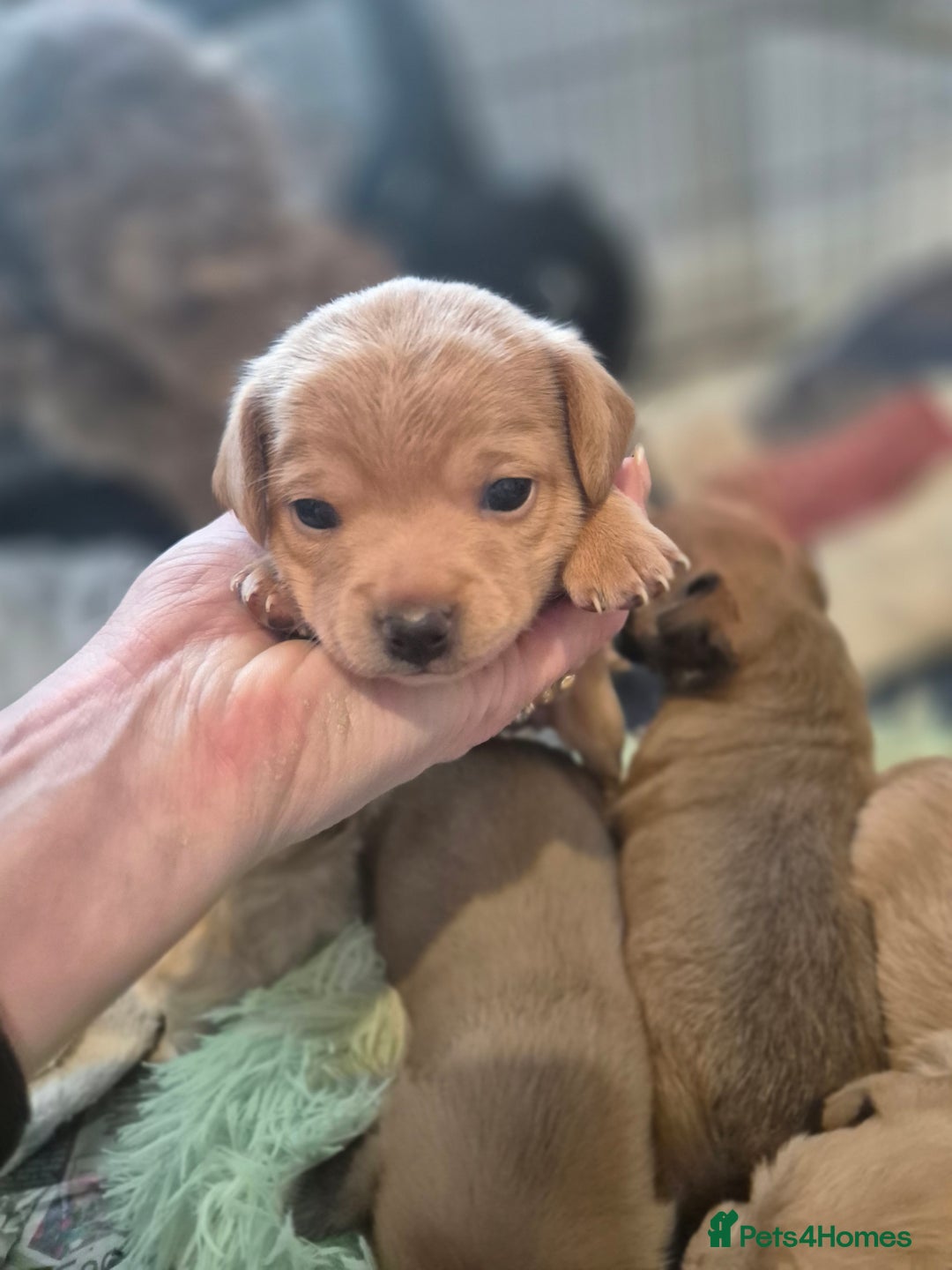 Chipoo dogs for sale: Beautiful chipoo puppys  - Advert 19