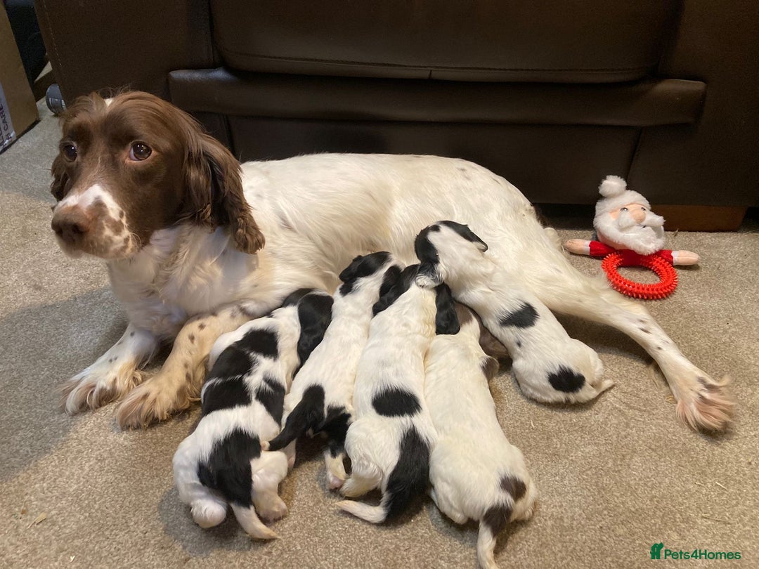 English Springer Spaniel dogs for sale: English springer spaniel pups  - Advert 15