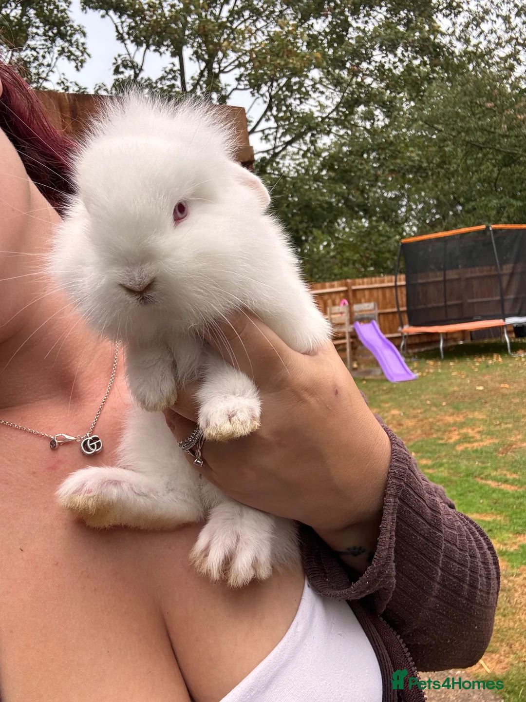 Mini Lion Lop rabbits for sale: 4 baby mini lion lops  - Advert 2