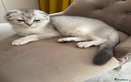 Scottish Fold cats for sale: Adorable Pure Scottish Fold Chinchilla Kittens in South Ockendon - Image 26