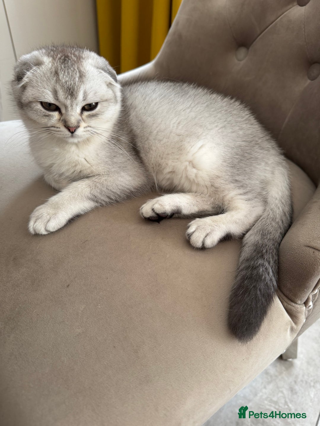 Scottish Fold cats for sale: Adorable Pure Scottish Fold Chinchilla Kittens in South Ockendon - Image 26