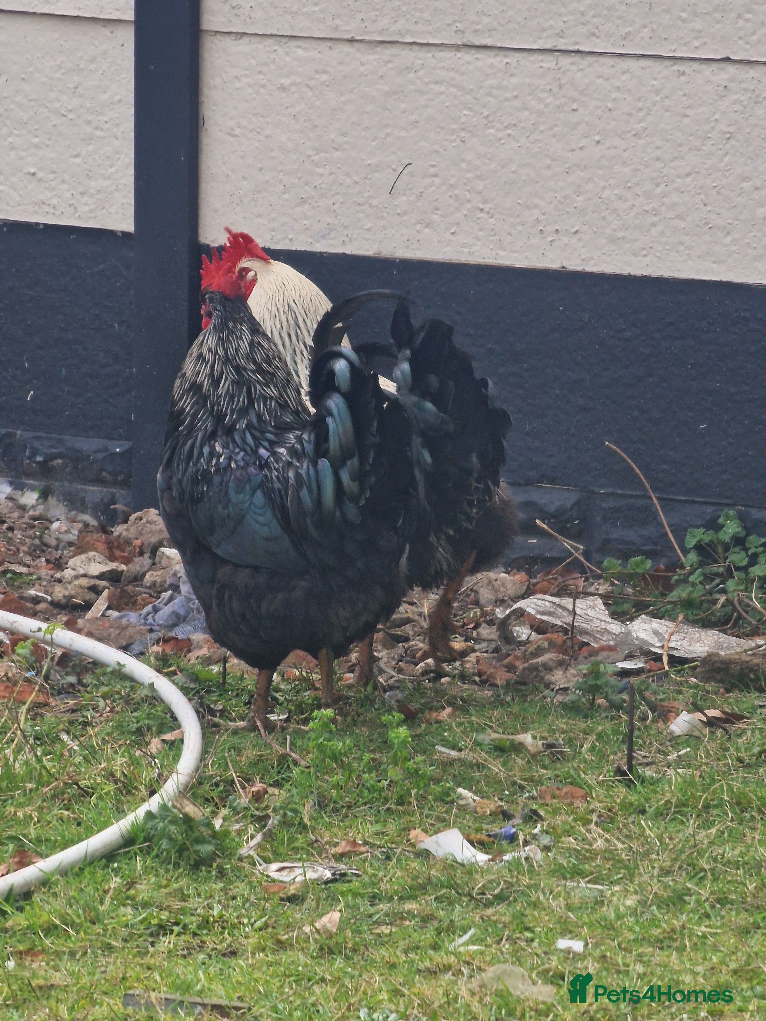 Chickens poultry Cockerels For Sale - Advert 1