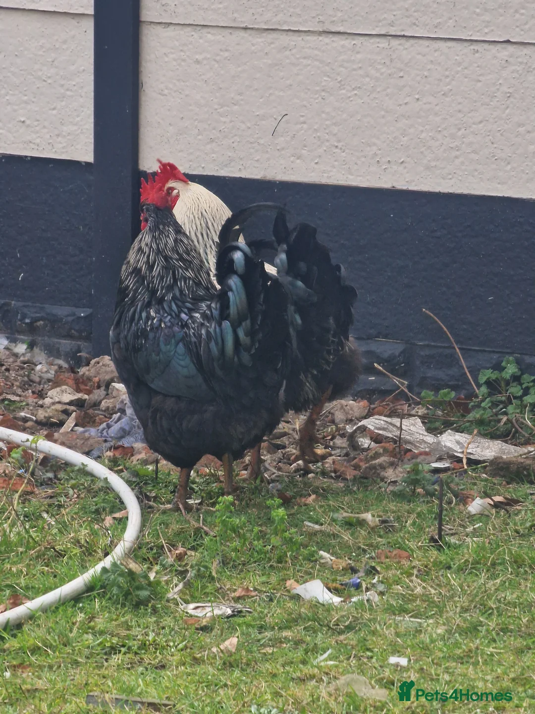 Chickens poultry for sale: Cockerels For Sale - Advert 1