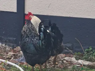 Chickens poultry Cockerels For Sale - Advert 1