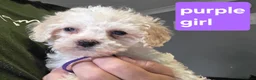 Mixed Breed dogs for sale: 9 Beautiful Cockerchon puppy's ready soon - Advert 23