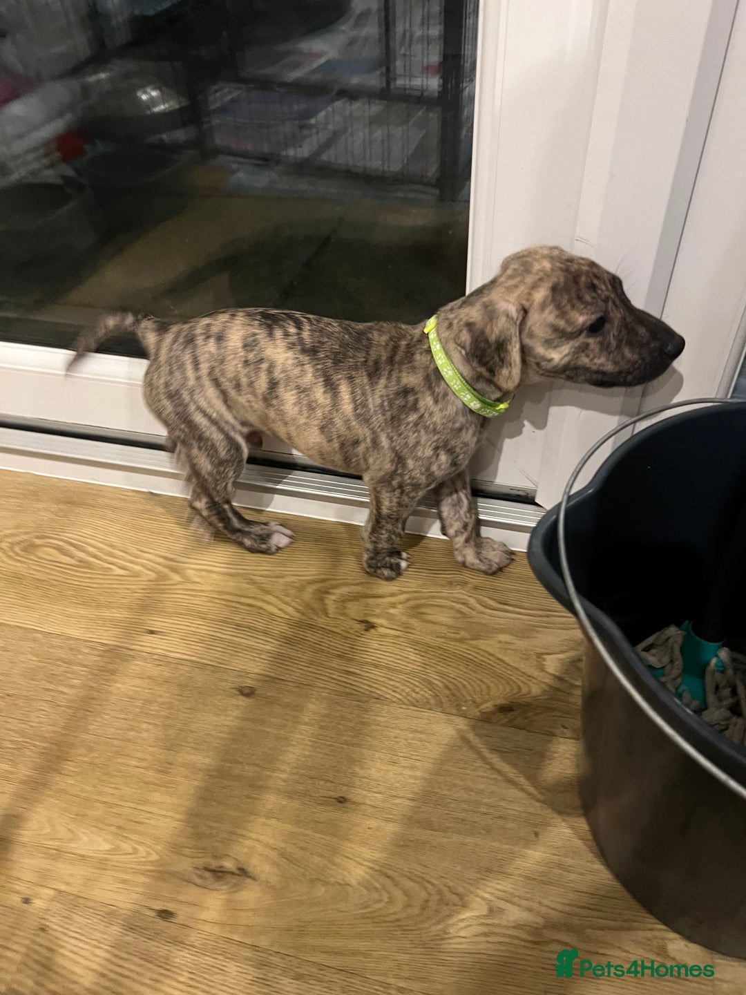 Mixed Breed dogs for sale: Lurcher Puppies - Advert 3