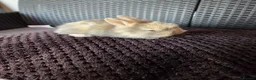 French Lop rabbits for sale: Mini Lop/Teddy Lionhead - Advert 9