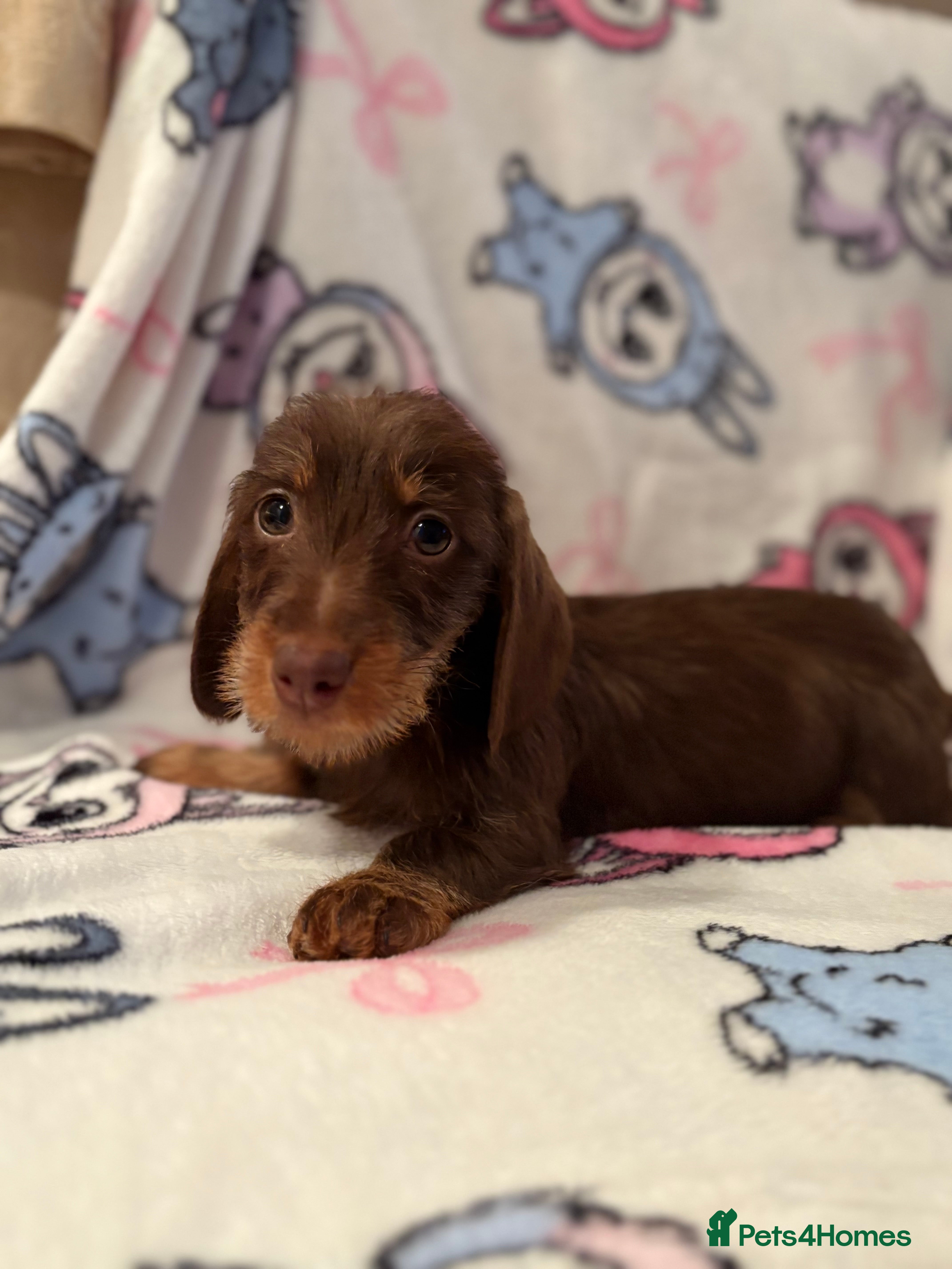 Dachshund dogs Kc miniature wire hair dachshunds  - Advert 6