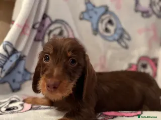 Dachshund dogs Kc miniature wire hair dachshunds - Advert 6