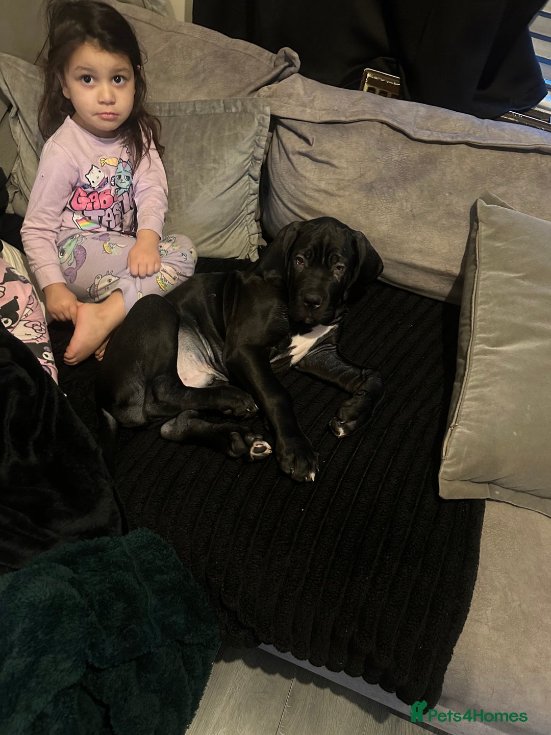 Mixed Breed dogs for sale: Cane corso/great Dane🐾 13weeks old - Advert 3