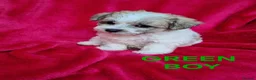 Bichon Frise dogs for sale: Bichon puppies for sale - Advert 10