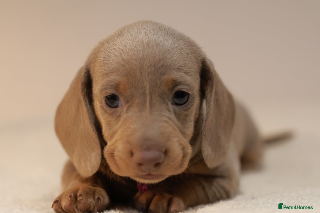 Miniature Dachshund dogs for sale: 5StarsLicensed+KC+PRAClear+VetChecked - Image 26