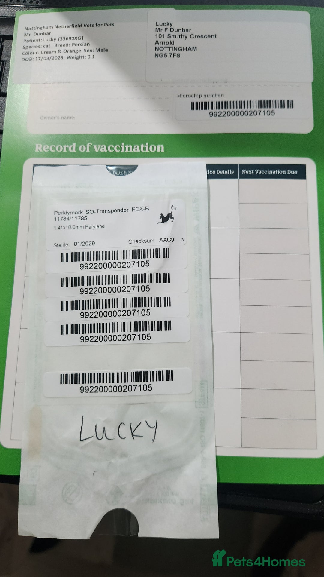 Persian cats for sale: Pure Persian Kitten  - Advert 8