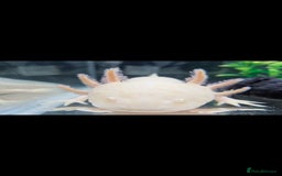 Axolotl reptiles for sale: Axolotl x2 - Image 2