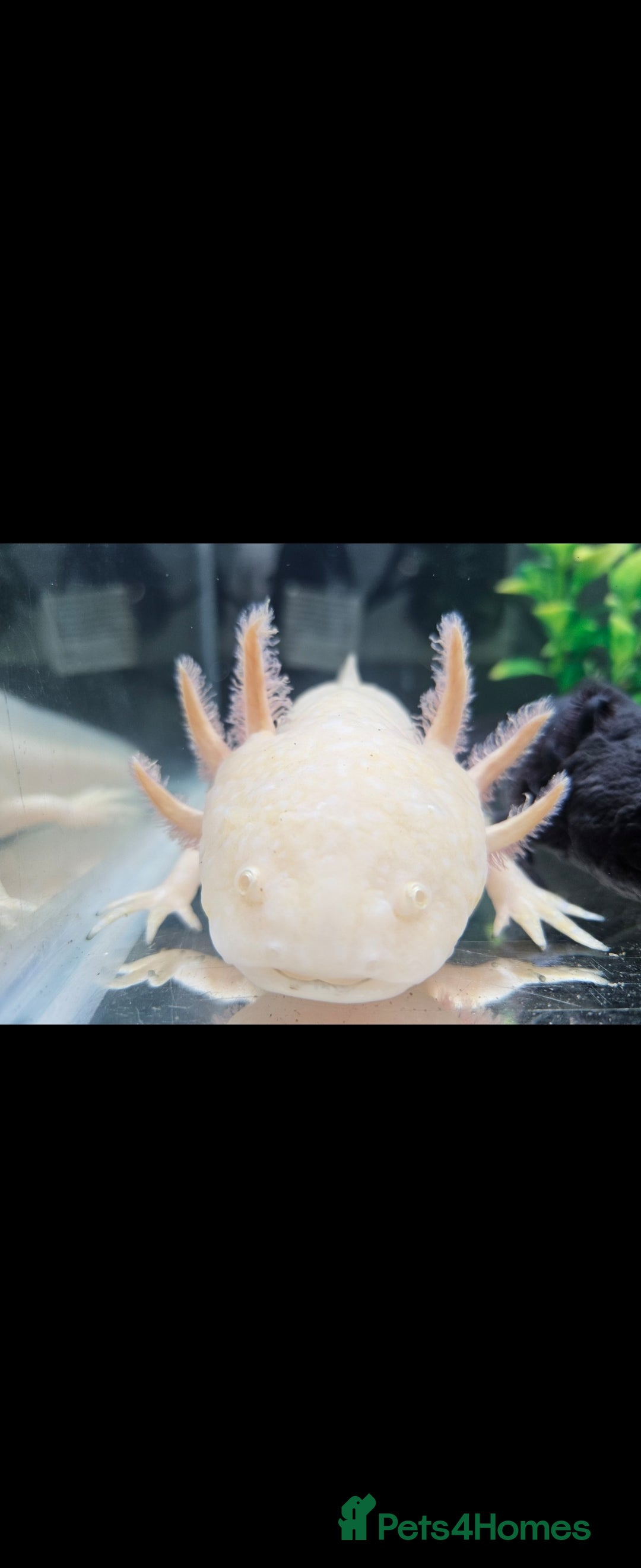 Axolotl reptiles for sale: Axolotl x2 - Image 2