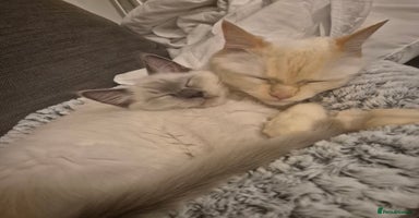 Ragdoll cats - Advert 9