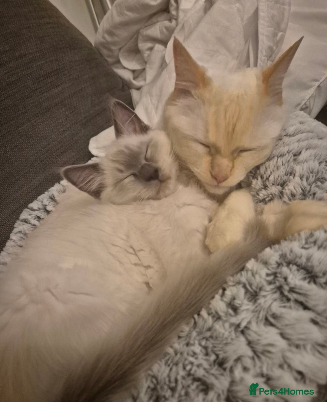 Ragdoll cats for sale: 3month chocolate point ragdoll - Image 3