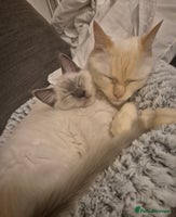 Ragdoll cats - Advert 4