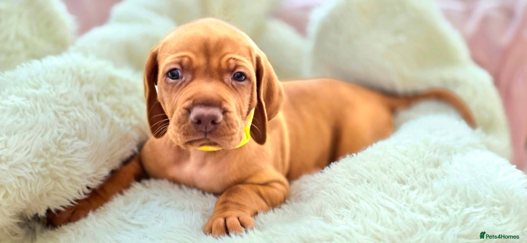 Hungarian Vizsla dogs for sale: Adorable vizsla puppies, exceptional pedigree - Image 6