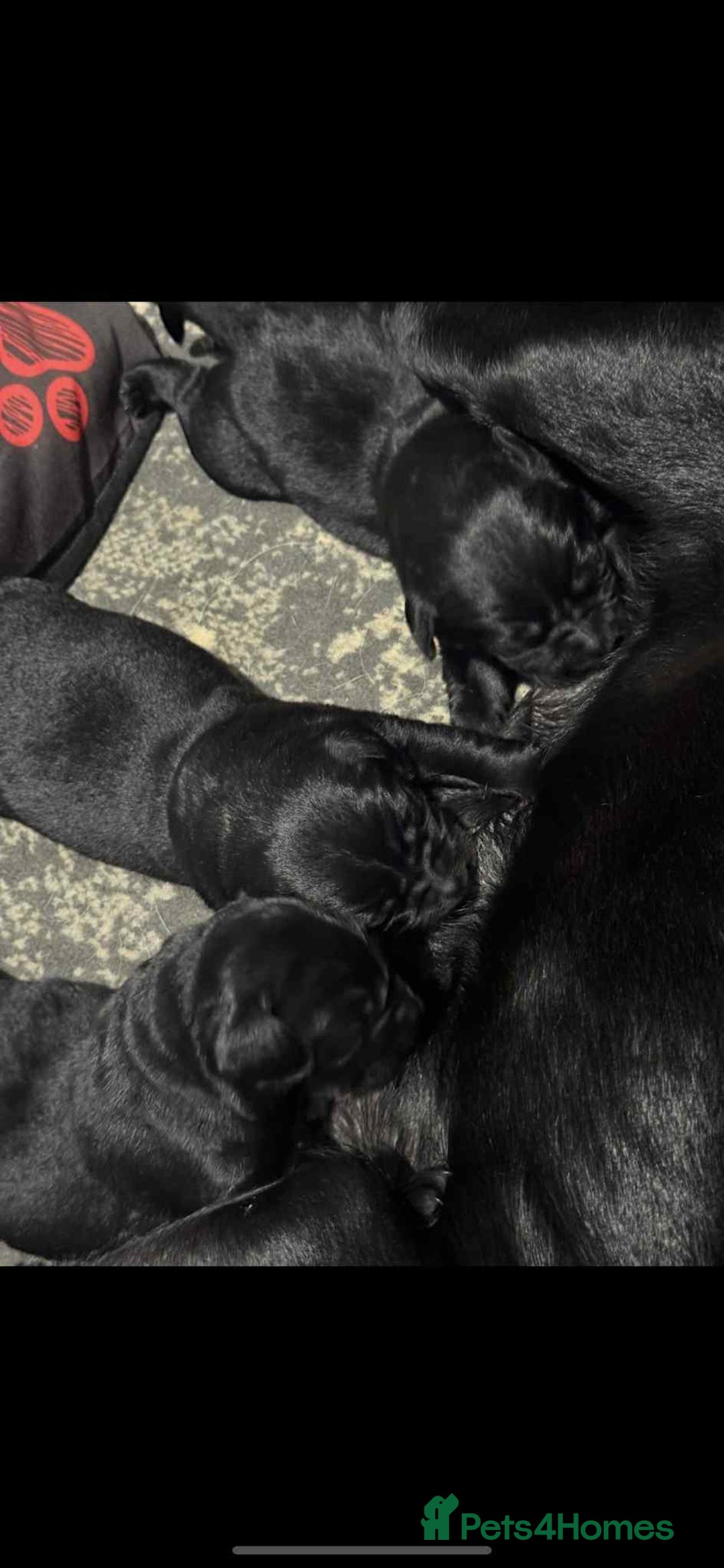 Mixed Breed dogs for sale: Puppies for sale - Image 4