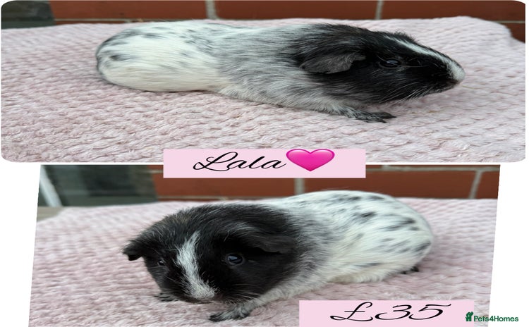 Guinea Pig rodents - Advert 14