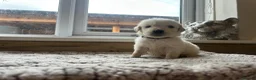 Golden Retriever dogs for sale: Our beautiful golden retriever pups - Advert 14