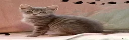 British Shorthair cats for sale: British shorthair kittens in Southampton - Advert 12