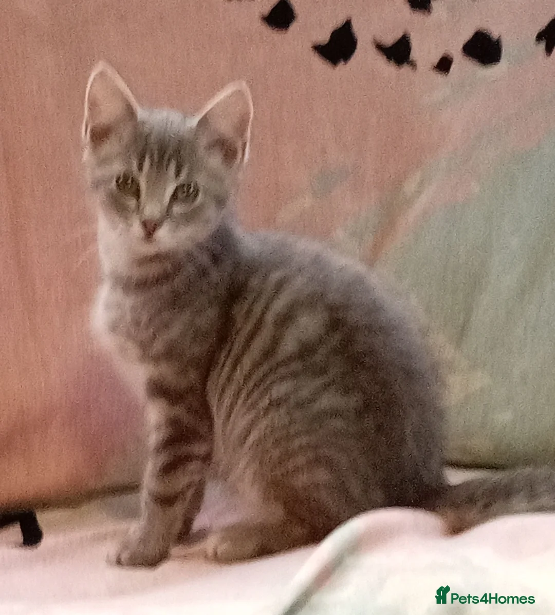 British Shorthair cats for sale: British shorthair kittens in Southampton - Advert 12