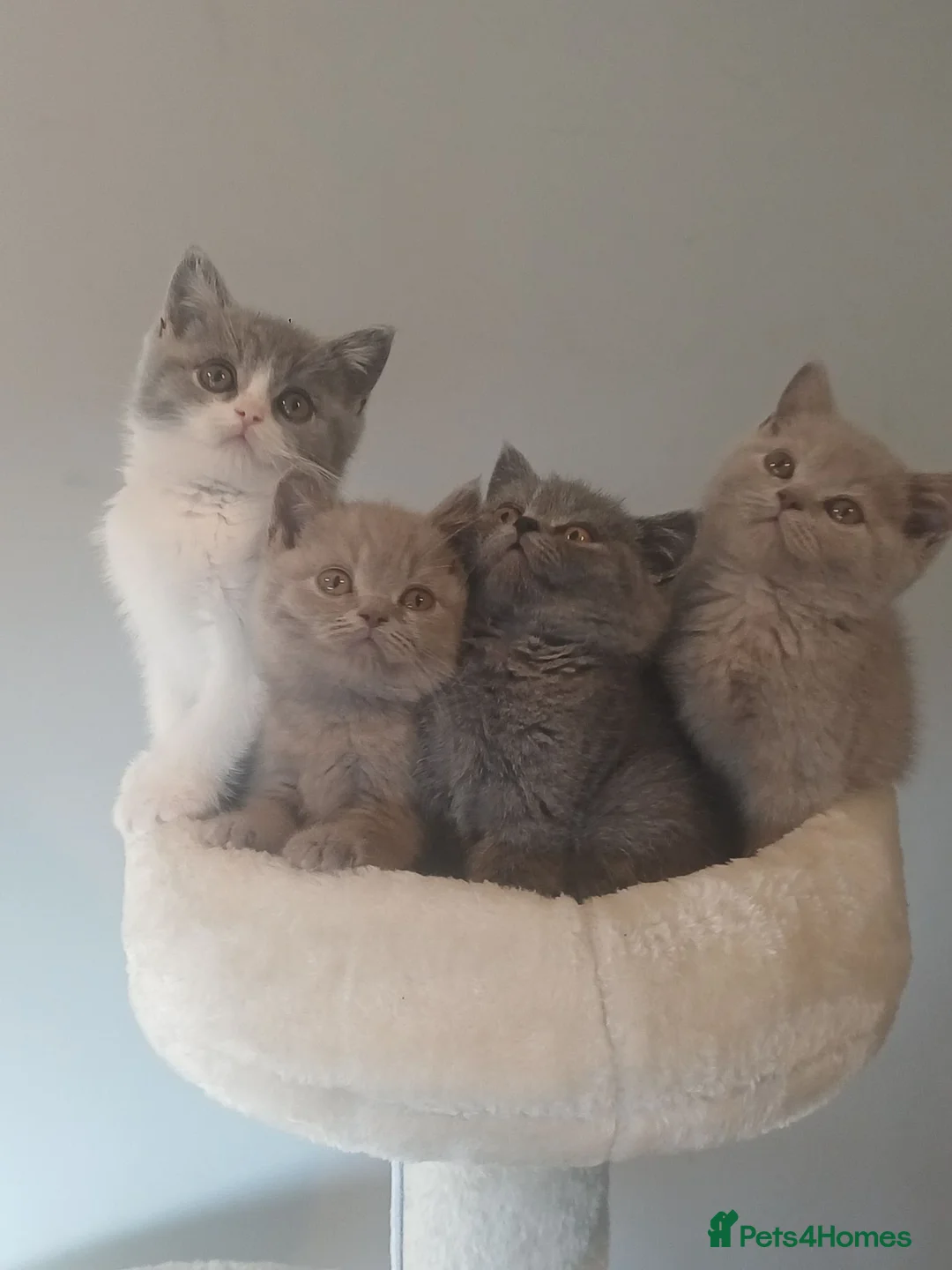 British Shorthair cats for sale: Ready to leave🐈‍⬛ - Advert 1