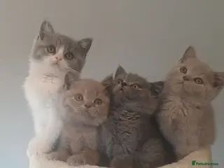 British Shorthair cats Ready to leave🐈⬛ - Advert 3