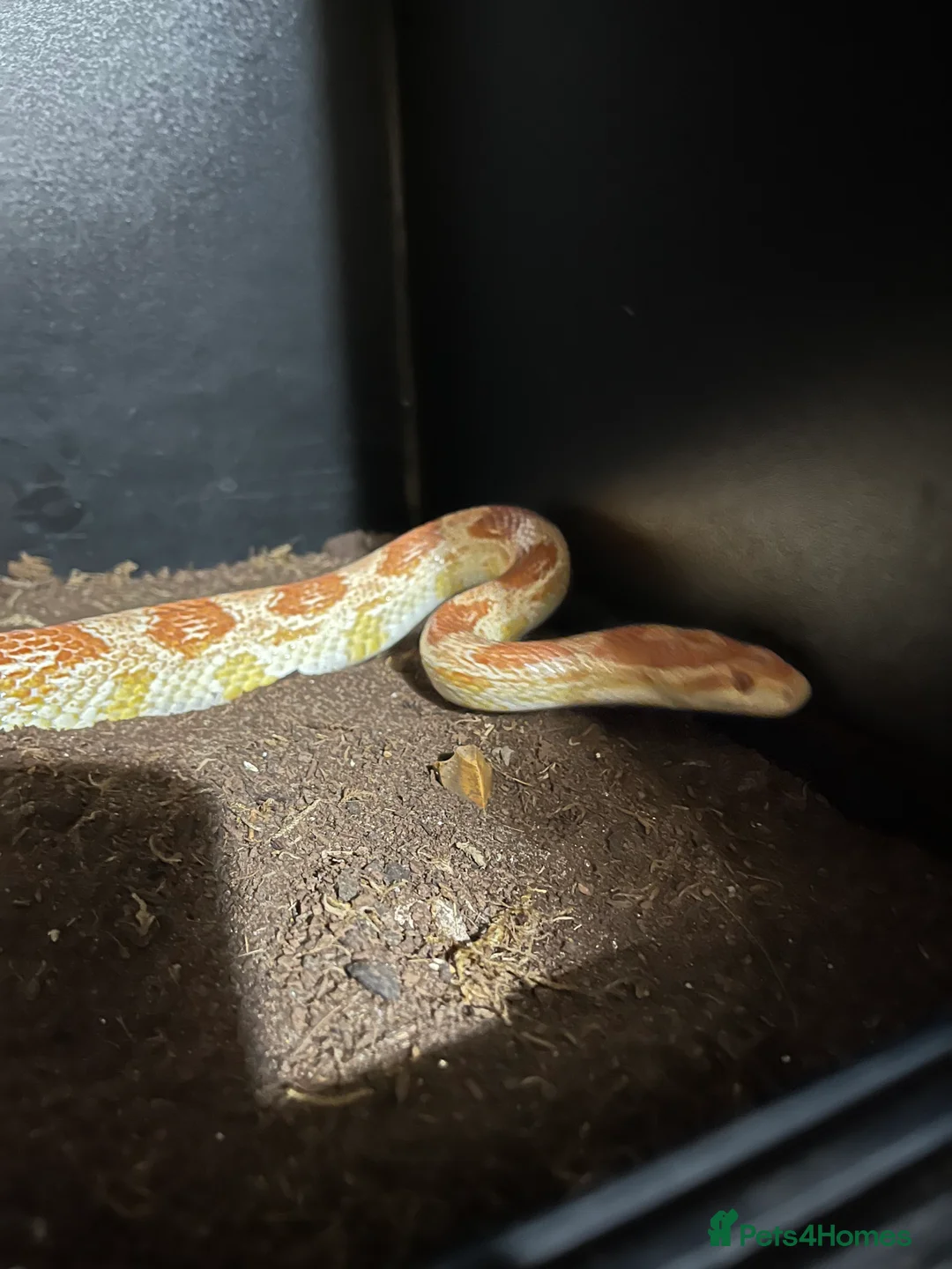 Corn Snake reptiles for sale: Inferno morph female corn snake in Market Drayton - Advert 1