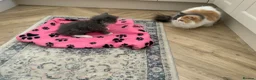 Persian cats for sale: Absolutely stunning grey and white Persian female  - Advert 3