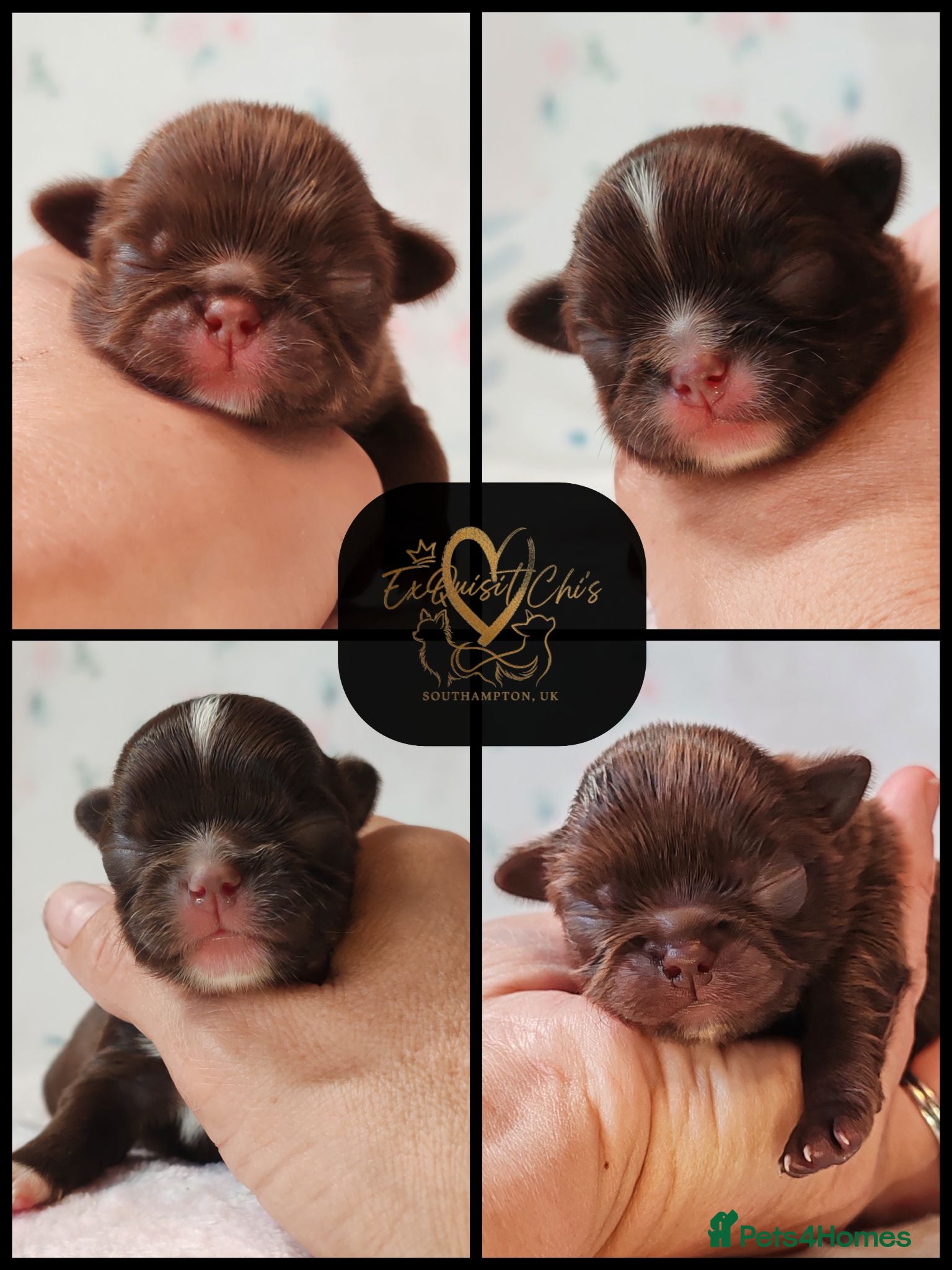 Chihuahua dogs KC REG THAI X RUSSIAN LINES NOW ARRIVED  - Advert 11