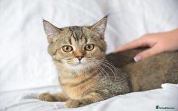 Scottish Fold cats for sale: Scottish fold kittens 3 left - Image 5