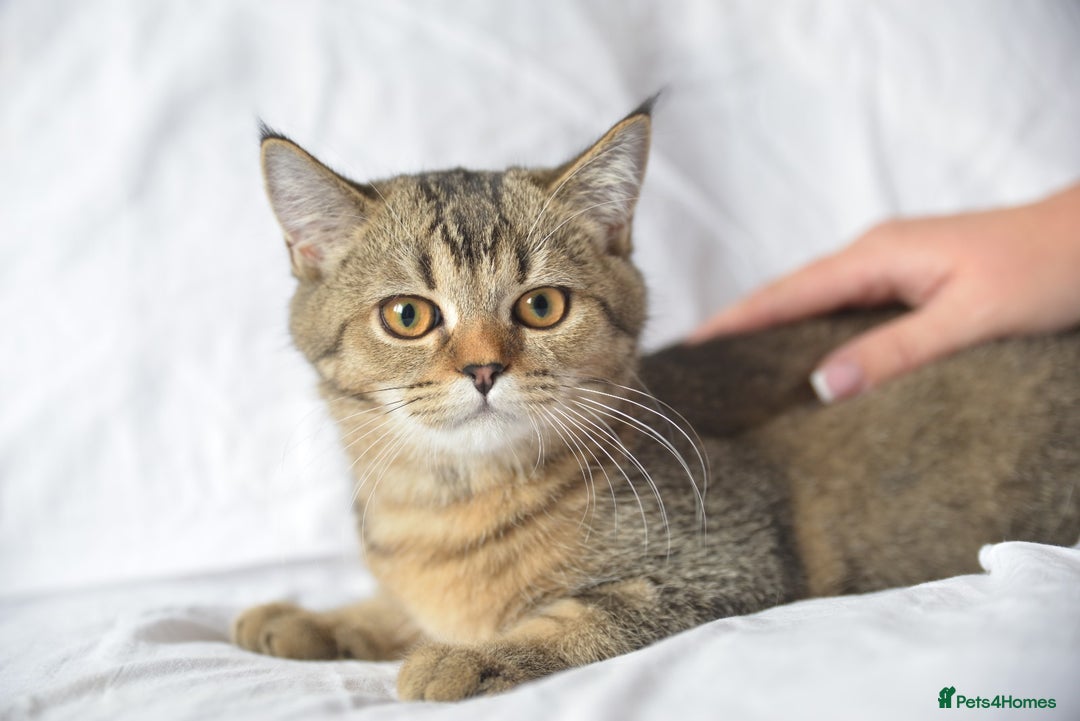 Scottish Fold cats for sale: Scottish fold kittens 3 left - Image 5