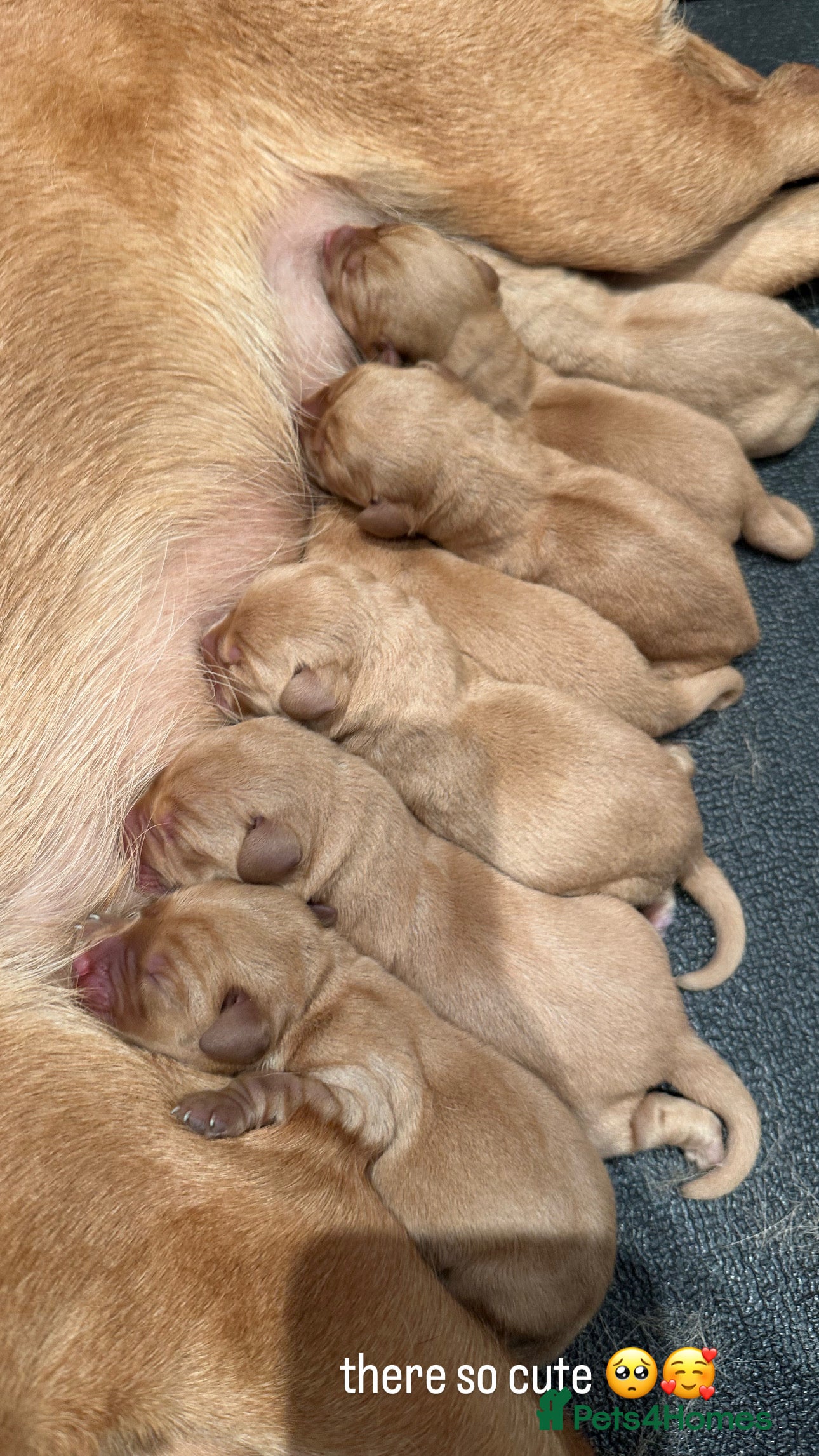Labrador Retriever dogs KC Registered Fox Red Labrador Puppies – 7 boys in Chipping Campden - Advert 1