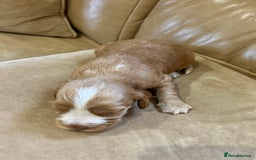 Cocker Spaniel dogs for sale: 4⭐️Licensed KC Reg English Show Cocker Spaniel - Image 12