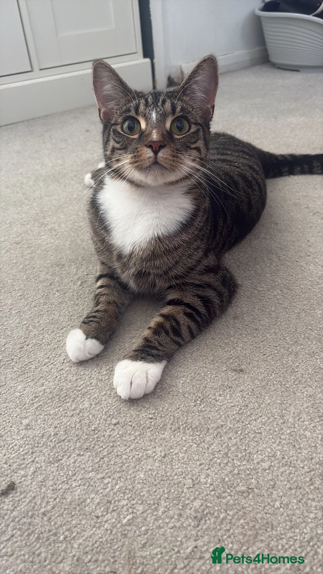 British Shorthair cats for sale: 2 cats free a good home  in Basildon - Advert 6