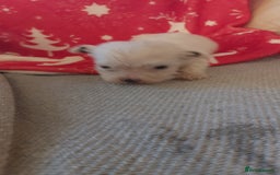 Mixed Breed dogs for sale: Shihtzu jack russel - Advert 7