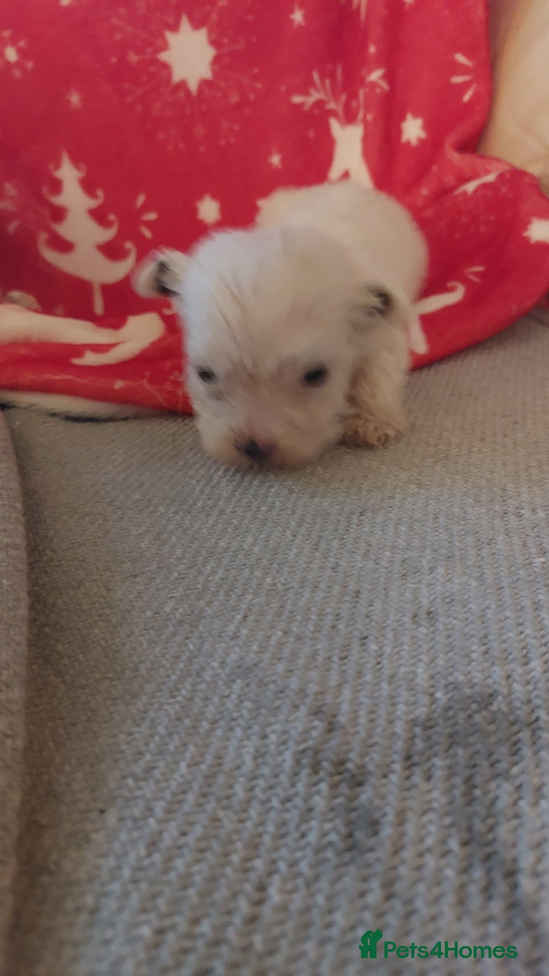Mixed Breed dogs for sale: Shihtzu jack russel - Advert 7