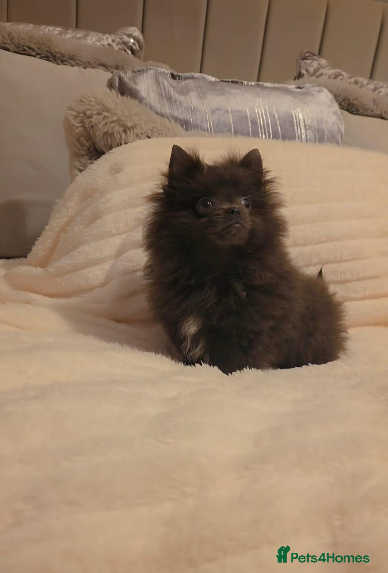 Pomeranian dogs 🐶READY TODAY🐶1 Tiny baby boy left  🐶  - Advert 1