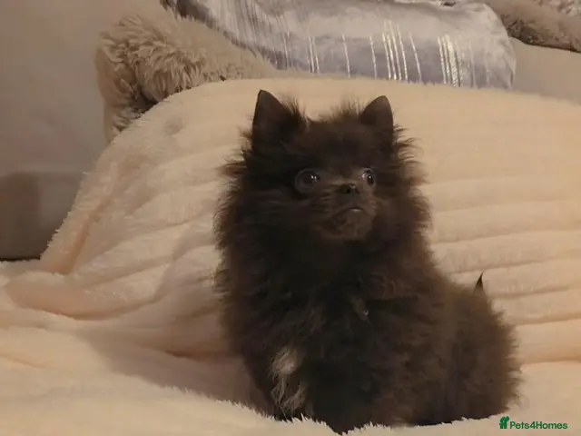 Pomeranian dogs for sale: 🐶READY TODAY🐶1 Tiny baby boy left 🐶 - Advert 2