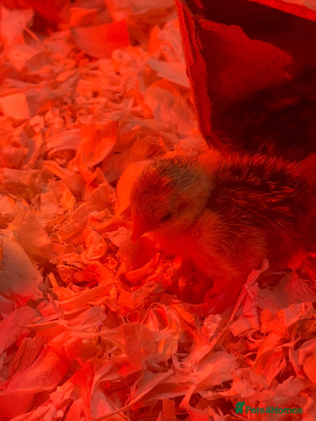 Quail poultry for sale: Chinese Painted Button Quails Chicks - Image 3