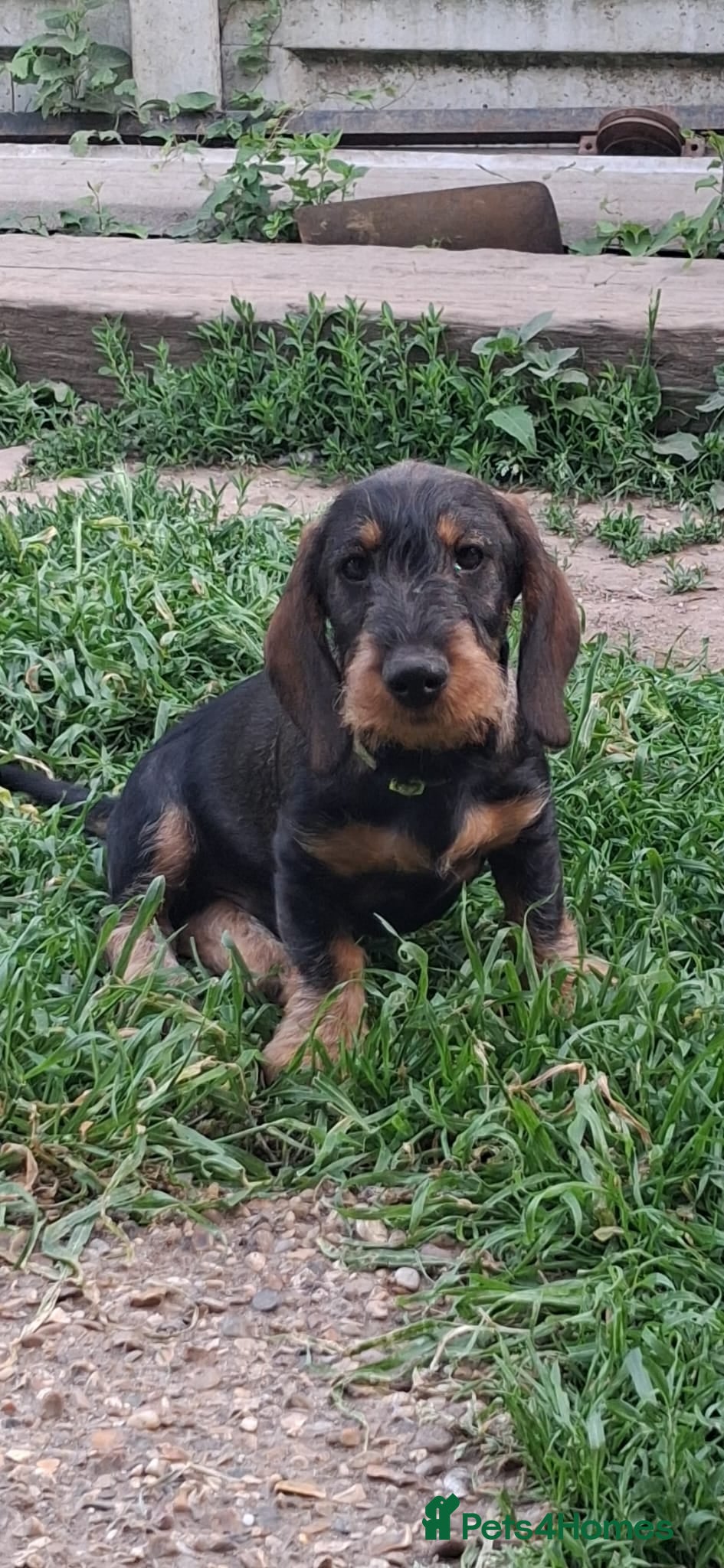 Dachshund dogs Standard Wirehaired Dachshund/Teckel Puppies - Advert 2