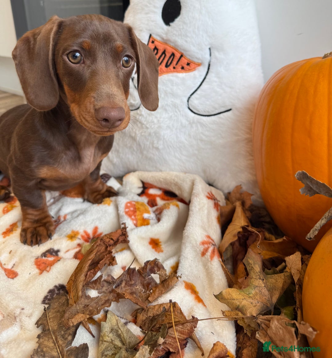 Miniature Dachshund dogs for sale: Perfect Miniature dachshund  - Image 1