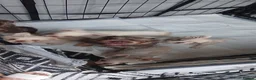 French Bulldog dogs for sale: REDUCED FlOODLE /French bulldogs - Advert 6