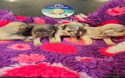 French Bulldog dogs for sale: 💥French bulldog puppies 💥 - Image 1