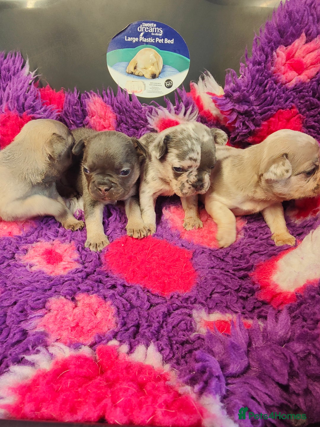 French Bulldog dogs for sale: 💥French bulldog puppies 💥 - Image 1