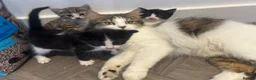 Norwegian Forest Cat cats for sale: 2 Norwegian Forrest kittens   - Advert 6