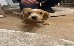 Cockapoo dogs for sale: Cockerapoos puppies - Image 5